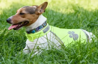 What Are the Most Popular Outdoor Pet Safety Products?